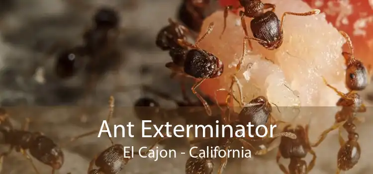 Ant Exterminator El Cajon - California