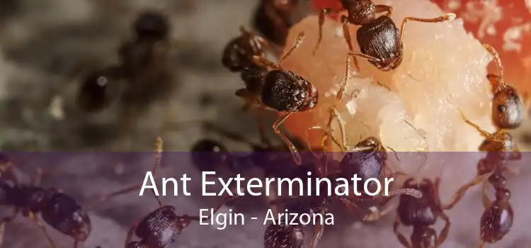 Ant Exterminator Elgin - Arizona