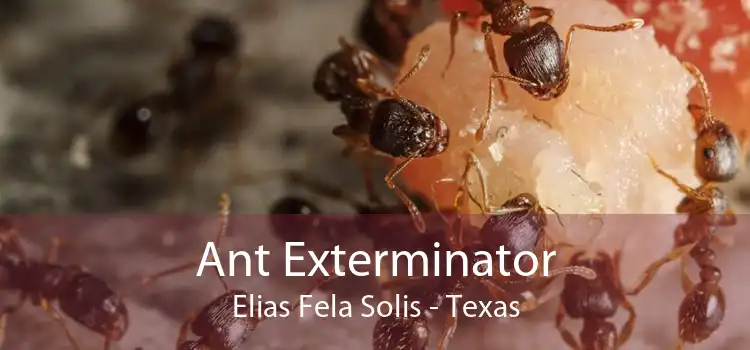 Ant Exterminator Elias Fela Solis - Texas