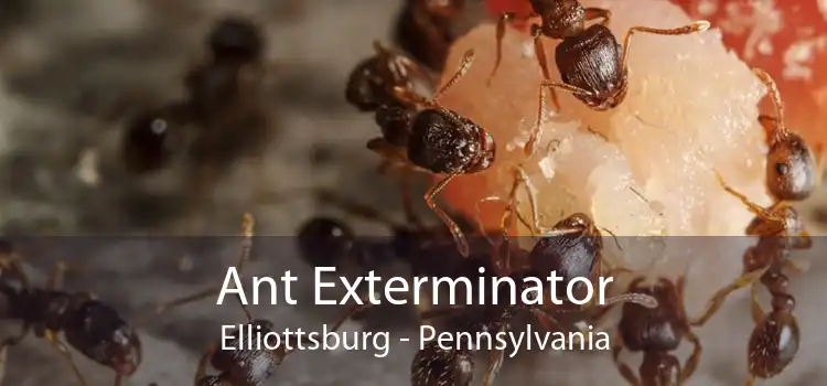 Ant Exterminator Elliottsburg - Pennsylvania