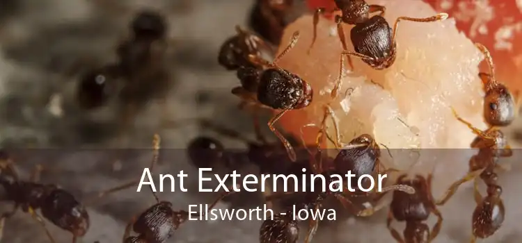 Ant Exterminator Ellsworth - Iowa