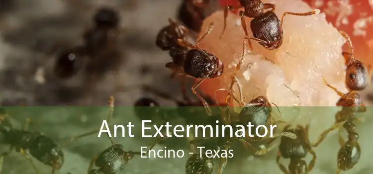 Ant Exterminator Encino - Texas
