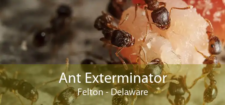 Ant Exterminator Felton - Delaware