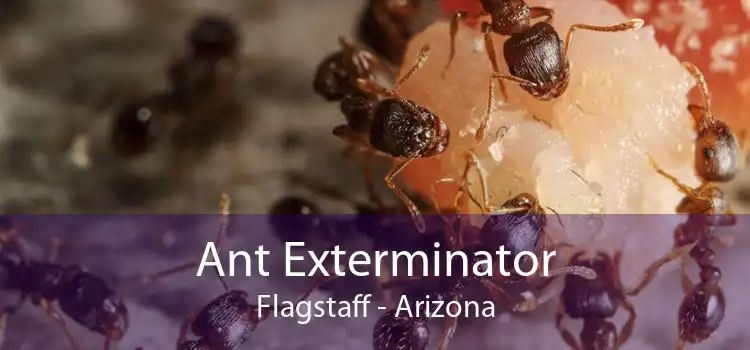 Ant Exterminator Flagstaff - Arizona