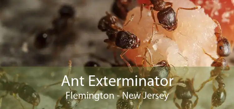 Ant Exterminator Flemington - New Jersey