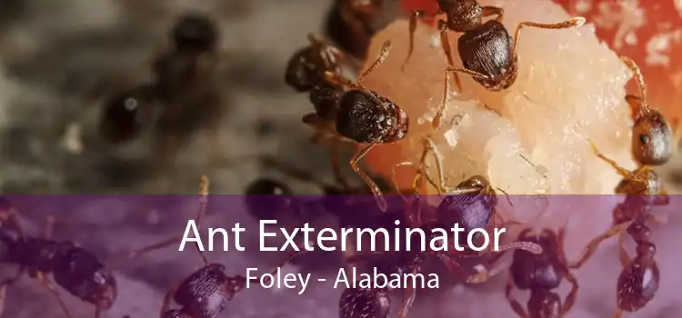 Ant Exterminator Foley - Alabama