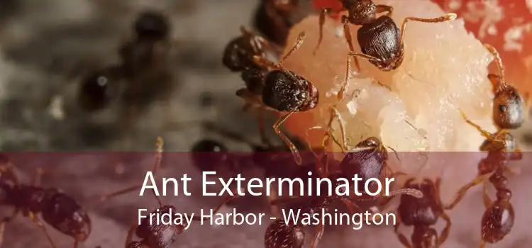 Ant Exterminator Friday Harbor - Washington