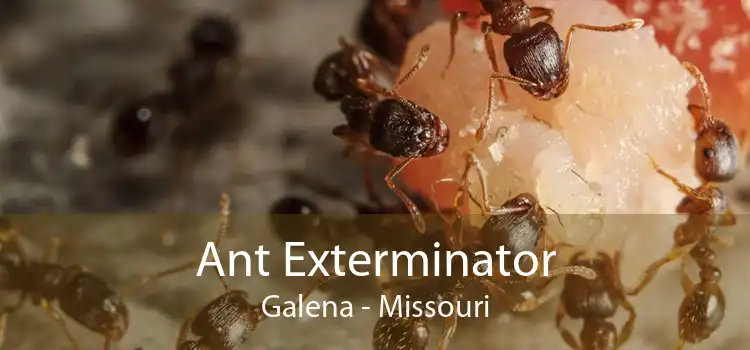 Ant Exterminator Galena - Missouri