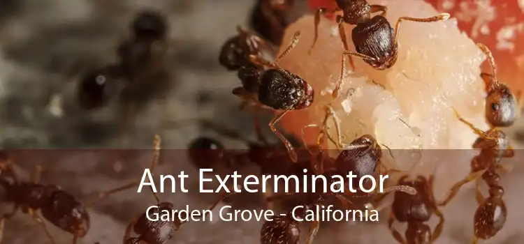 Ant Exterminator Garden Grove - California
