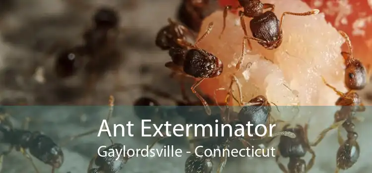 Ant Exterminator Gaylordsville - Connecticut