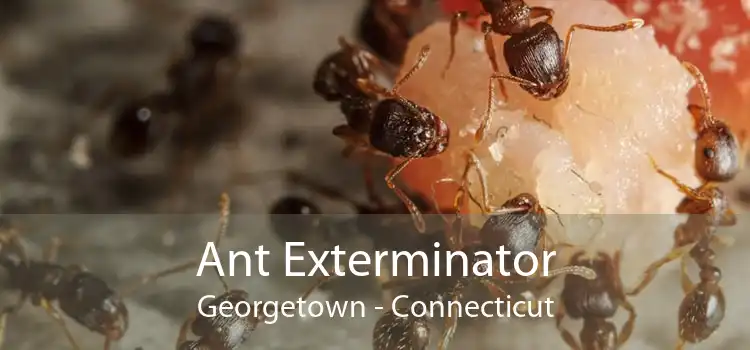 Ant Exterminator Georgetown - Connecticut