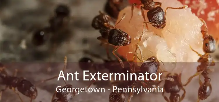Ant Exterminator Georgetown - Pennsylvania