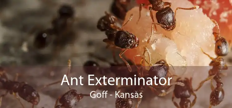 Ant Exterminator Goff - Kansas