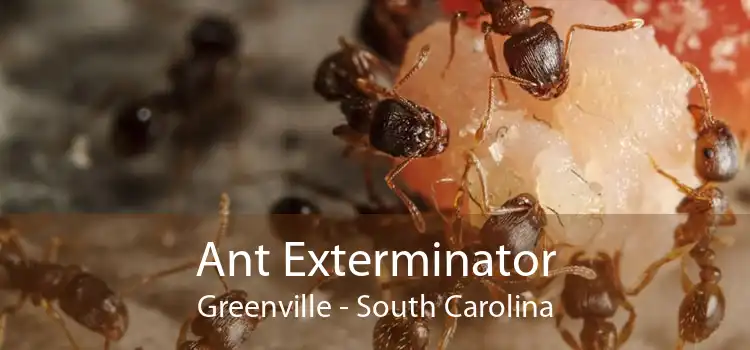 Ant Exterminator Greenville - South Carolina