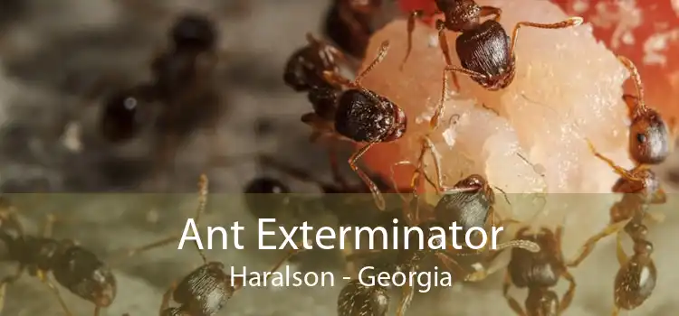 Ant Exterminator Haralson - Georgia