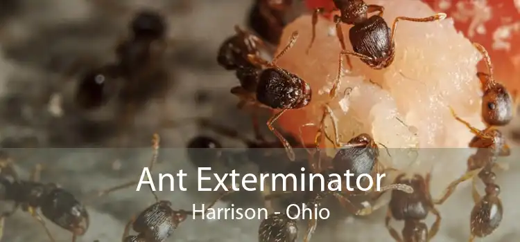 Ant Exterminator Harrison - Ohio