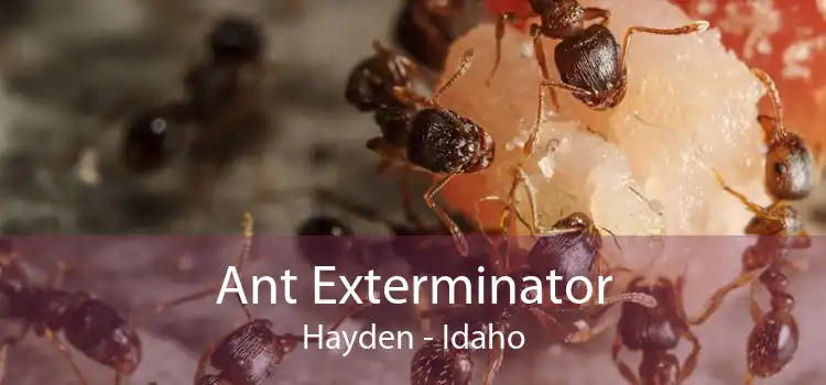 Ant Exterminator Hayden - Idaho