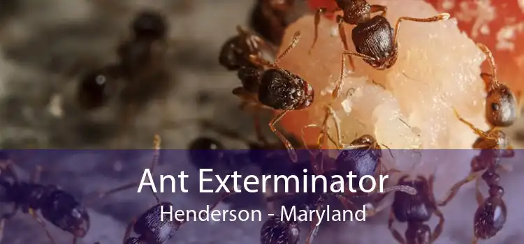 Ant Exterminator Henderson - Maryland