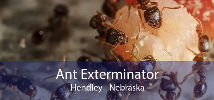 Ant Exterminator Hendley - Nebraska