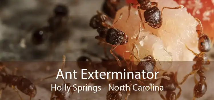 Ant Exterminator Holly Springs - North Carolina