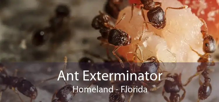 Ant Exterminator Homeland - Florida