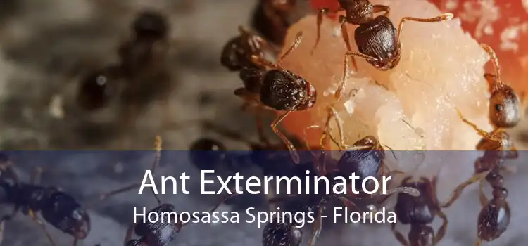 Ant Exterminator Homosassa Springs - Florida