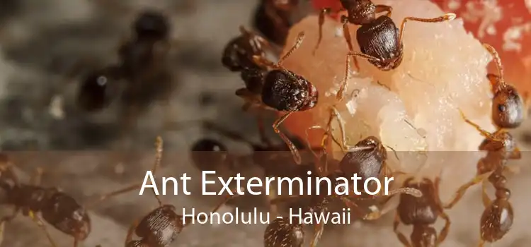 Ant Exterminator Honolulu - Hawaii