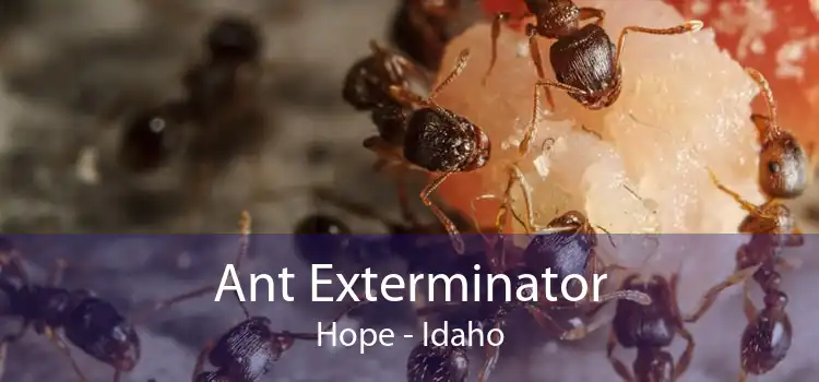 Ant Exterminator Hope - Idaho