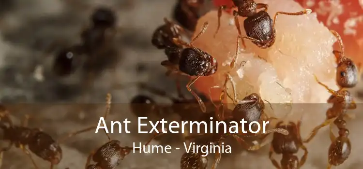 Ant Exterminator Hume - Virginia