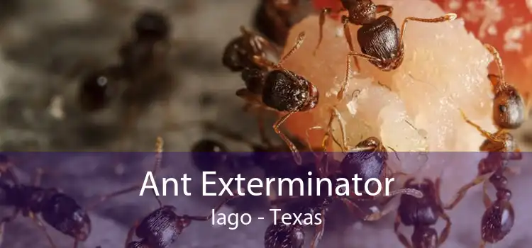 Ant Exterminator Iago - Texas