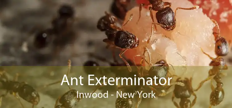 Ant Exterminator Inwood - New York