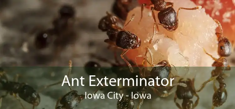 Ant Exterminator Iowa City - Iowa