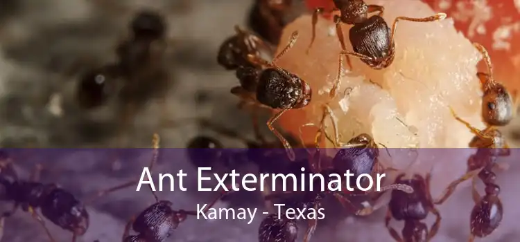 Ant Exterminator Kamay - Texas