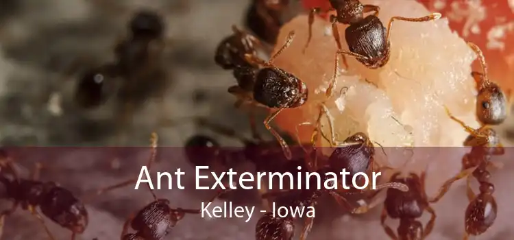 Ant Exterminator Kelley - Iowa