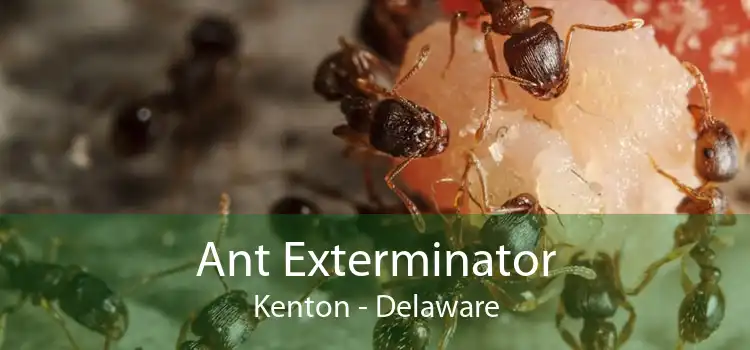 Ant Exterminator Kenton - Delaware