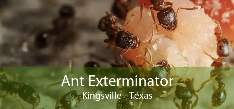 Ant Exterminator Kingsville - Texas