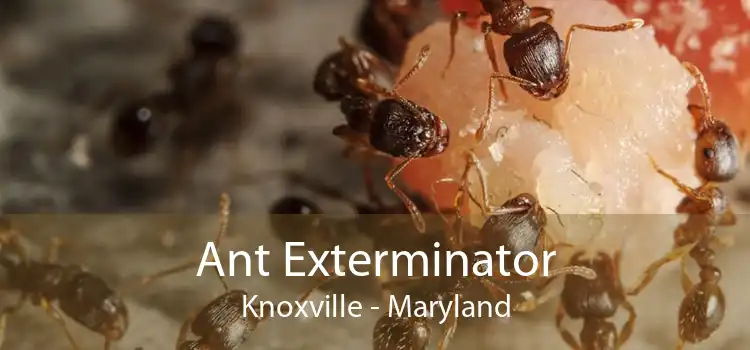 Ant Exterminator Knoxville - Maryland