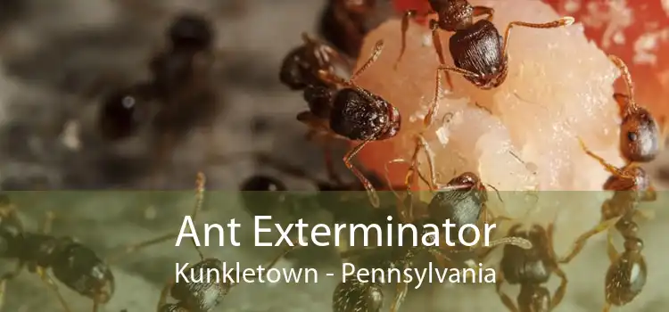 Ant Exterminator Kunkletown - Pennsylvania