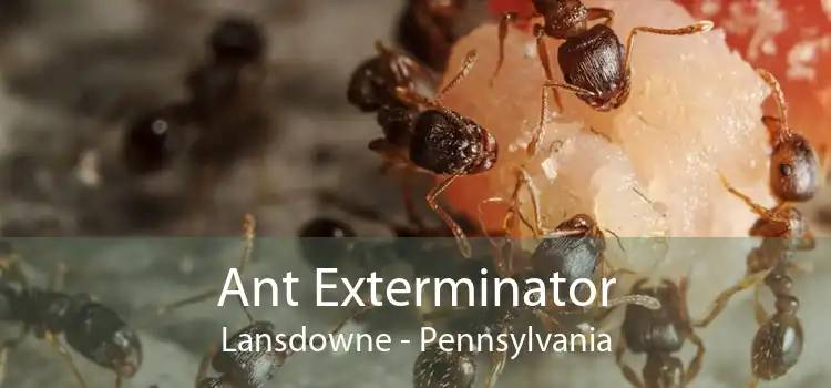 Ant Exterminator Lansdowne - Pennsylvania