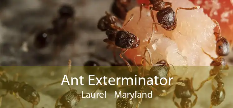 Ant Exterminator Laurel - Maryland