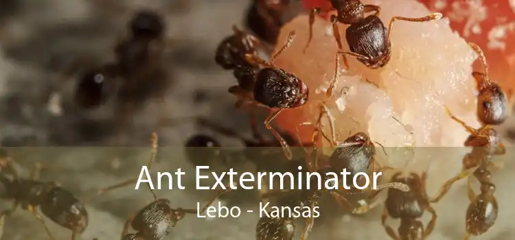 Ant Exterminator Lebo - Kansas
