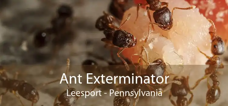 Ant Exterminator Leesport - Pennsylvania