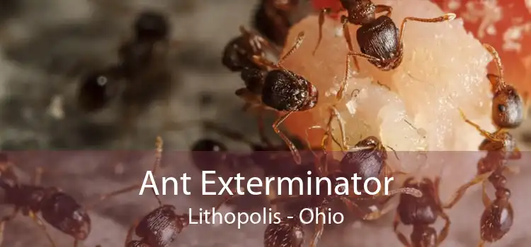 Ant Exterminator Lithopolis - Ohio