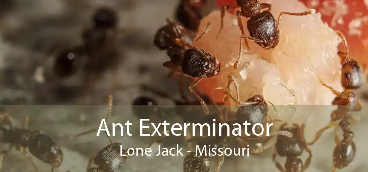 Ant Exterminator Lone Jack - Missouri