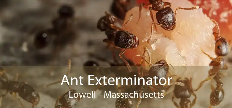 Ant Exterminator Lowell - Massachusetts