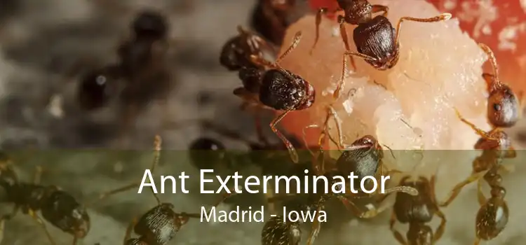 Ant Exterminator Madrid - Iowa