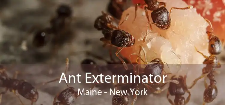 Ant Exterminator Maine - New York