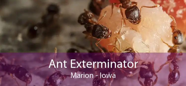 Ant Exterminator Marion - Iowa