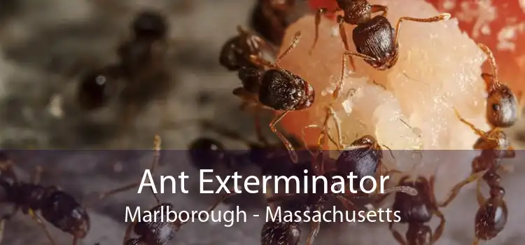 Ant Exterminator Marlborough - Massachusetts