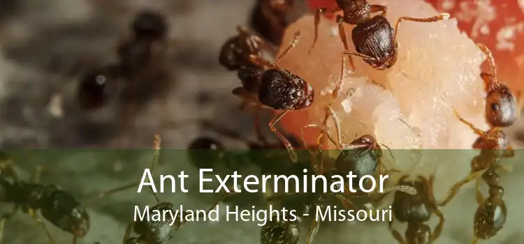 Ant Exterminator Maryland Heights - Missouri